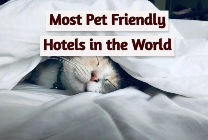 Best Pet-Friendly Luxury Hotels Around the World