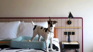 Best Pet-Friendly Luxury Hotels Around the World
