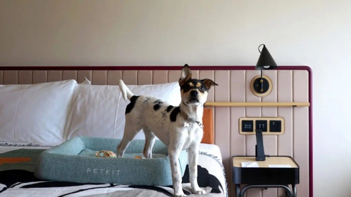 Best Pet-Friendly Luxury Hotels Around the World